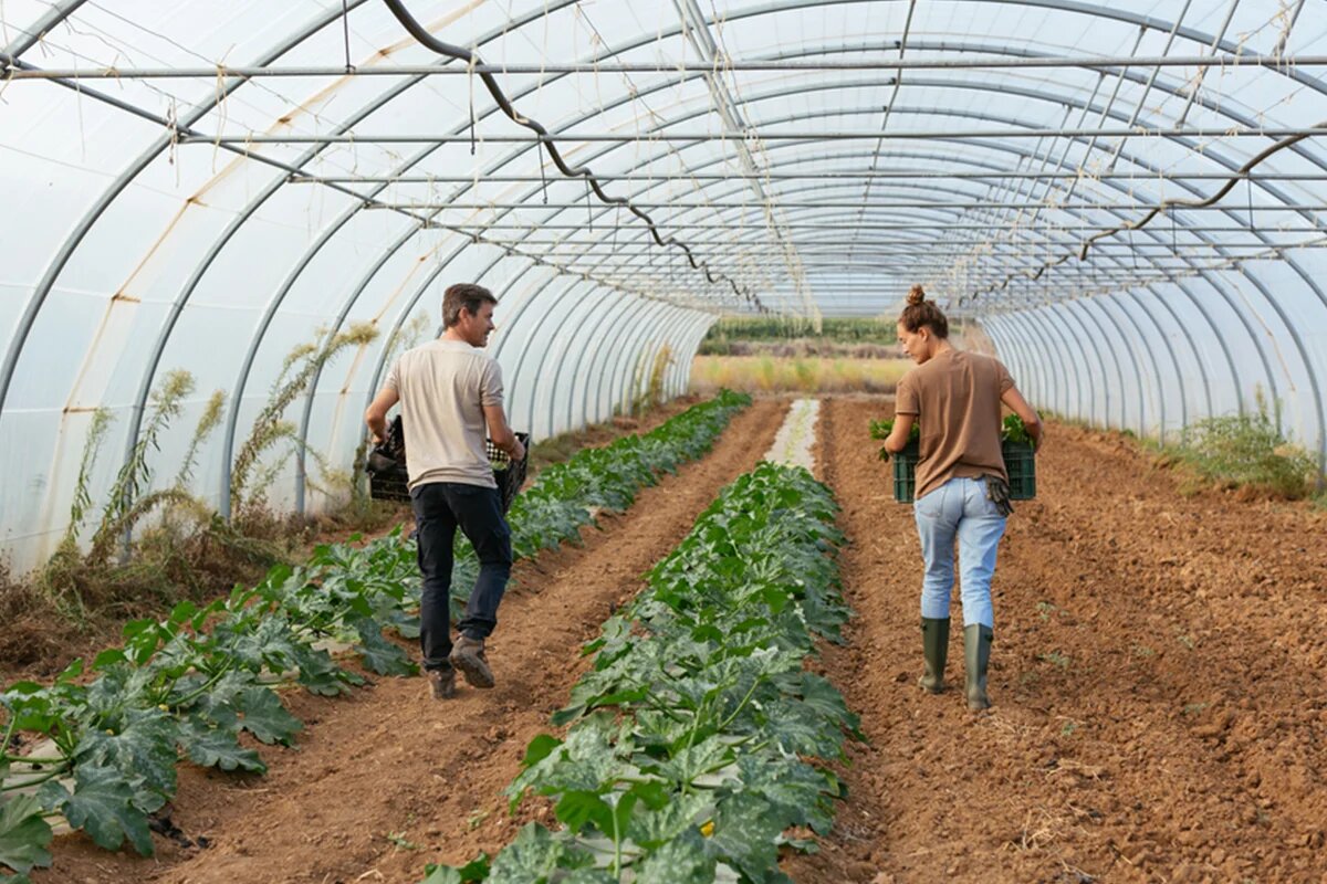 two agriculture workers in greenhouse